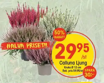 EKO Calluna Ljung erbjuda