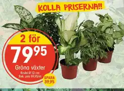 EKO Gröna växter erbjuda