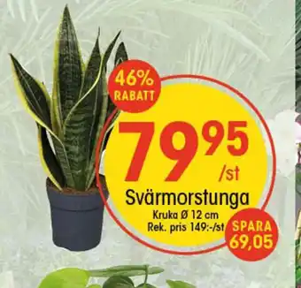 EKO Svärmorstunga erbjuda