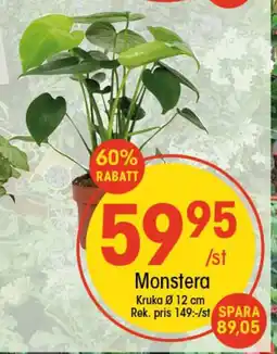 EKO Monstera erbjuda