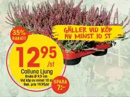 EKO Calluna Ljung erbjuda