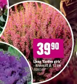 Hornbach Ljung Garden girls erbjuda