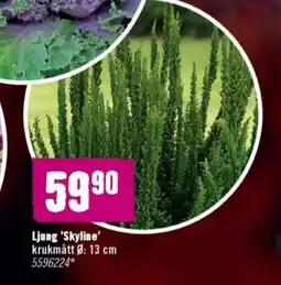 Hornbach Ljung Skyline erbjuda