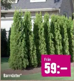 Hornbach Barrväxter erbjuda