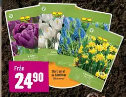 Hornbach Stort urval av höstlökar erbjuda