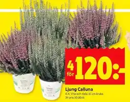 ICA Kvantum Ljung calluna erbjuda