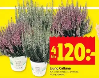 ICA Kvantum Ljung calluna erbjuda
