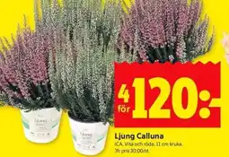 ICA Kvantum Ljung calluna erbjuda