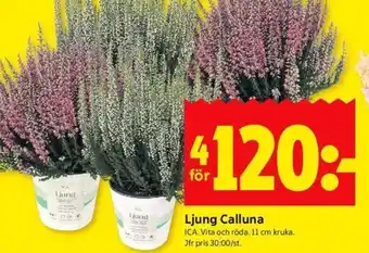 ICA Kvantum Ljung calluna erbjuda