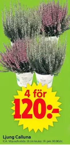 ICA Supermarket Ljung calluna erbjuda