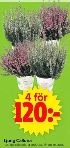 ICA Supermarket Ljung Calluna erbjuda
