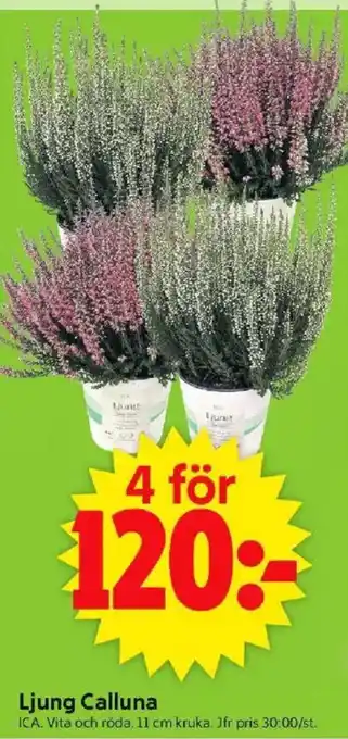 ICA Supermarket Ljung Calluna erbjuda