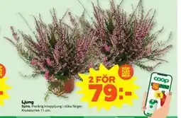 Stora Coop Ljung, SEK 79 erbjuda