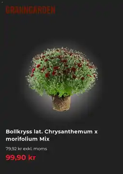 Granngården Bollkryss lat. Chrysanthemum x morifolium Mix erbjuda