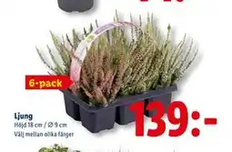Lidl Ljung, SEK 139 erbjuda