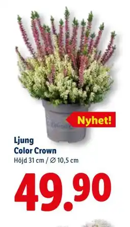 Lidl Ljung Color Crown, SEK 49.9 erbjuda