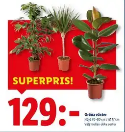 Lidl Gröna växter, SEK 129 erbjuda