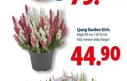 Lidl Ljung Garden Girls, SEK 44.9 erbjuda