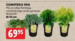 Jem&Fix CONIFERA MIX, SEK 69.95 erbjuda