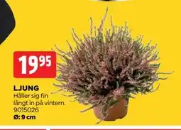 Jem&Fix LJUNG, SEK 19.95 erbjuda