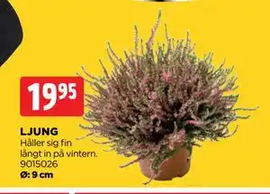 Jem&Fix LJUNG, SEK 19.95 erbjuda