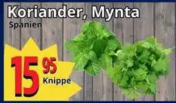 Supergrossen Koriander, Mynta, SEK 15.95 erbjuda