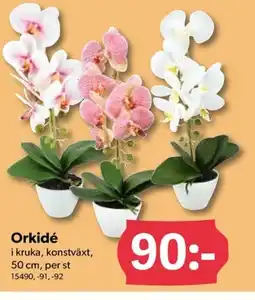 DollarStore Orkidé erbjuda