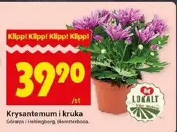 ICA Kvantum Krysantemum i kruka erbjuda