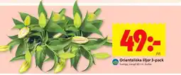 ICA Kvantum Orientaliska liljor 3-pack erbjuda