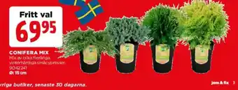 Jem&Fix Conifera mix erbjuda