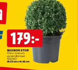 Jem&Fix Buxbom stor erbjuda