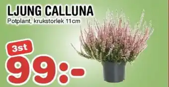 Nya Pulsen Ljung calluna erbjuda