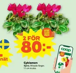 Stora Coop Cyklamen, SEK 80 erbjuda