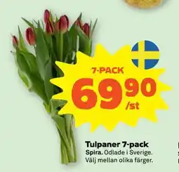 Stora Coop Tulpaner 7-pack, SEK 69.9 erbjuda