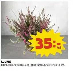 Coop Ljung erbjuda