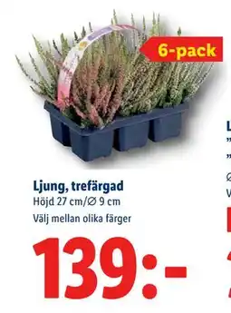 Lidl Ljung, trefärgad, SEK 139 erbjuda