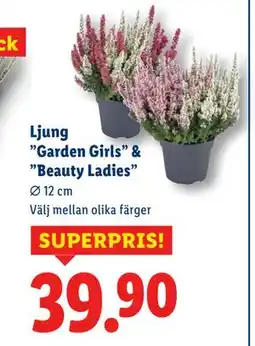 Lidl Ljung ”Garden Girls” & ”Beauty Ladies”, SEK 39.9 erbjuda