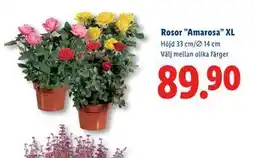 Lidl Rosor ”Amarosa” XL, SEK 89.9 erbjuda