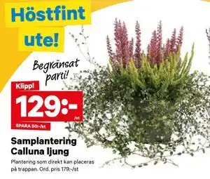 City Gross Samplantering Calluna ljung, SEK 129 erbjuda