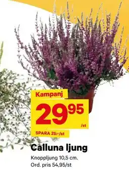 City Gross Calluna ljung, SEK 29.95 erbjuda
