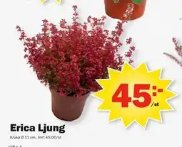 Pekås Erica Ljung, SEK 45 erbjuda