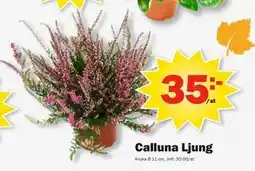 Pekås Calluna Ljung, SEK 35 erbjuda