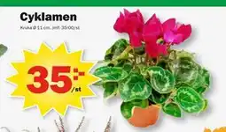 Pekås Cyklamen, SEK 35 erbjuda