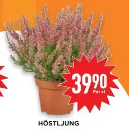 Willys Hemma HÖSTLJUNG, SEK 39.9 erbjuda