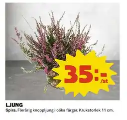 Coop Daglivs LJUNG, SEK 35 erbjuda