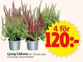 ICA Supermarket Ljung Calluna erbjuda