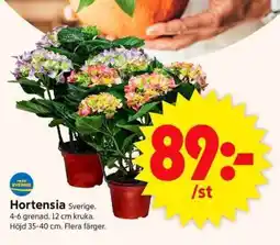 ICA Supermarket Hortensia erbjuda