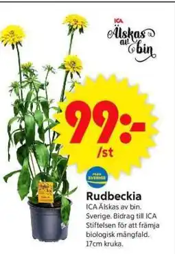 ICA Supermarket Rudbeckia erbjuda