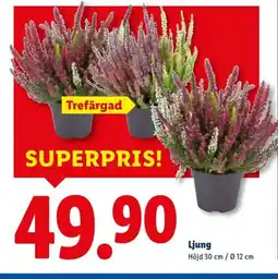 Lidl Ljung erbjuda