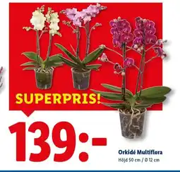 Lidl Orkidé Multiflora erbjuda